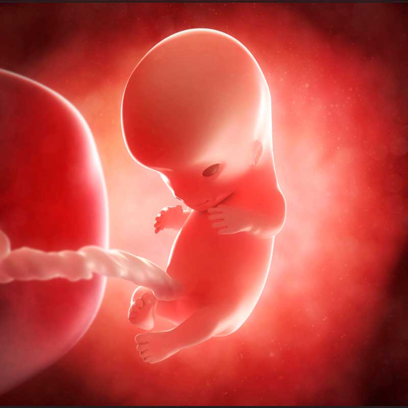 fetus u 10. nedelji trudnoće